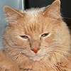  Animals - Dogs, Cats - 